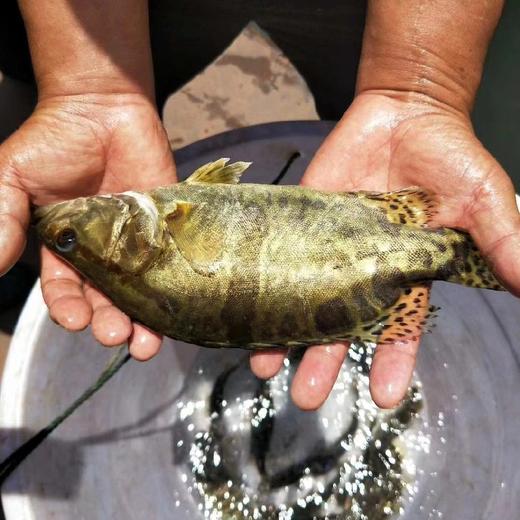 云南有机桂鱼 商品图3