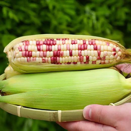 岳西高山花糯玉米1根  单份买放心菜就上瑞和泰 商品图0