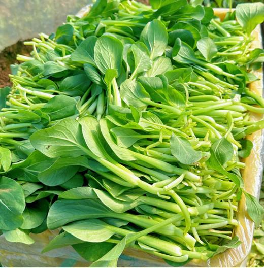 舒城农家鸡毛菜300g 单份  ±20g 买放心菜就上瑞和泰 商品图0