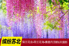 4.6确定出发【缤纷苏北】梨兰花会•荷兰花海•麋鹿荡丹顶鹤6天摄影