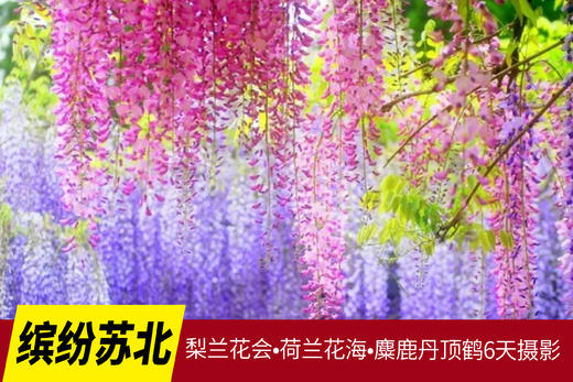 4.6确定出发【缤纷苏北】梨兰花会•荷兰花海•麋鹿荡丹顶鹤6天摄影 商品图0