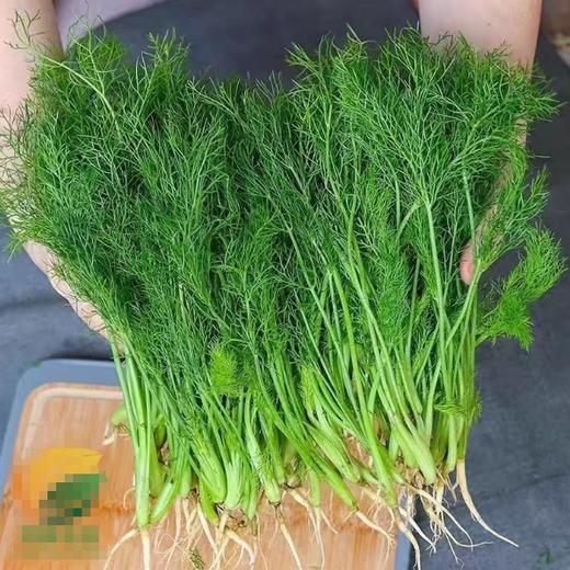 小茴香苗60g  袋装  ±5g 买放心菜就上瑞和泰 商品图0