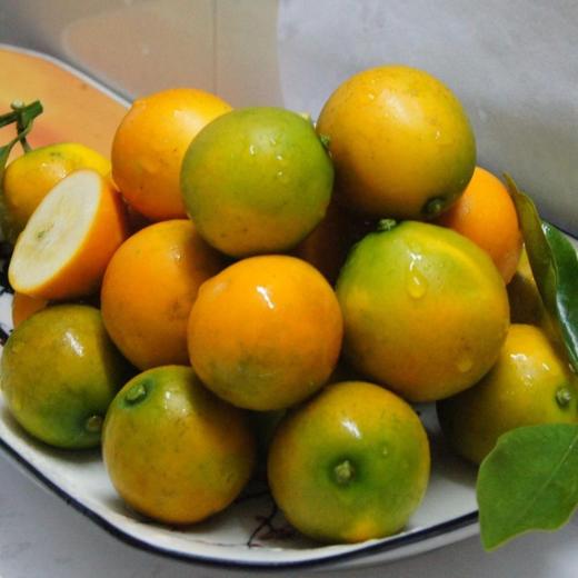 【正宗广西❗️桂林脆皮金桔】脆皮金桔，皮薄脆口，不呛不辣，多汁细腻，颠覆传统金桔口感，新鲜采摘儿童孕妇水果蜜桔柑橘子L 商品图1