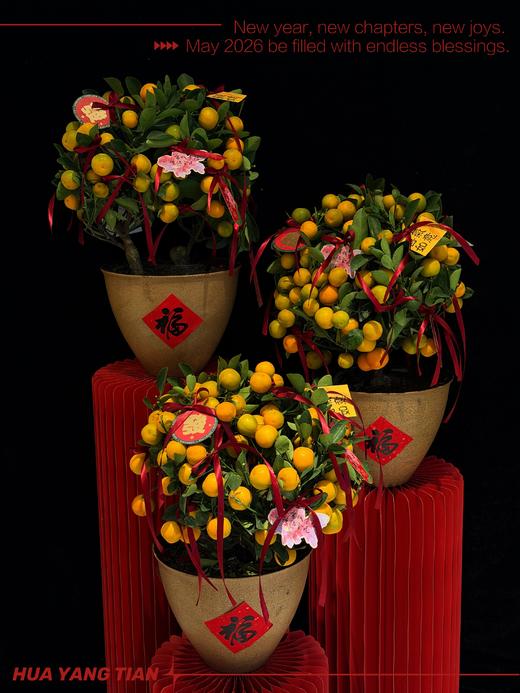 橙心如意 · 金桔盆栽 商品图2