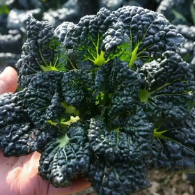 岳西高山小黑菜300g 单份  ±20g 买放心菜就上瑞和泰