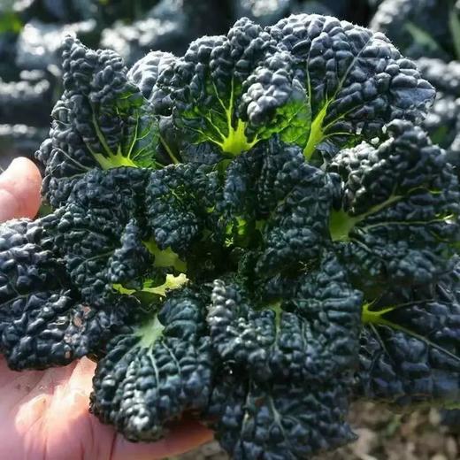 岳西高山小黑菜300g 单份  ±20g 买放心菜就上瑞和泰 商品图0