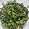 霜打香菜100g 盒装 ±10g 买放心菜就上瑞和泰 商品缩略图0