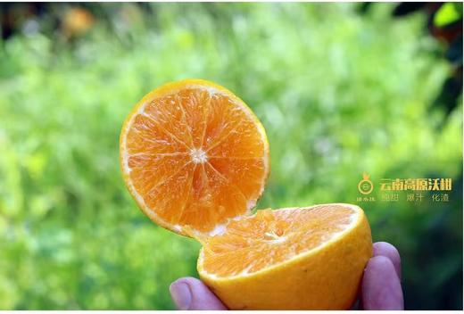 【云南高原虎柑】野得生猛·甜得纯粹‼  一口爆汁，而且纯甜，太好吃啦，一口吃尽柑、桔绝妙口感的神仙水果~ 商品图11