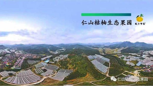 福建南平建阳 甜桔柚 商品图8