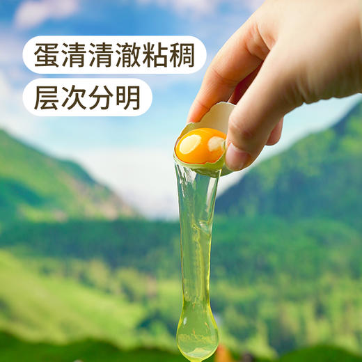 有机散养绿壳鸡蛋 商品图3