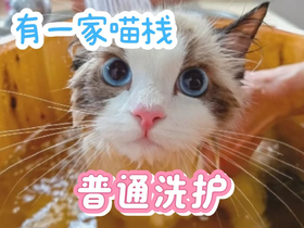 5-10斤短毛普通洗护