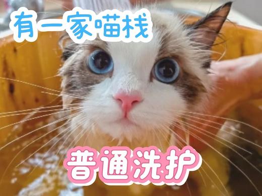 5-10斤短毛普通洗护 商品图0