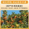 【秒杀❗39.9抢9斤🔥西赣州赣南脐橙】甜蜜多汁，徒手轻捏就能榨出汁，营养丰富！新鲜橘子当季整箱手剥橙子现摘，非沃柑砂糖橘整箱包邮，2026马年春节新年货礼物L 商品缩略图3