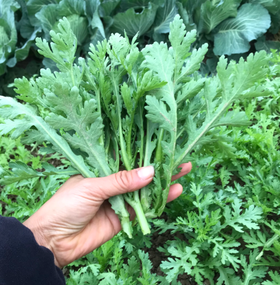 舒城农家茼蒿300g 单份  ±20g 买放心菜就上瑞和泰