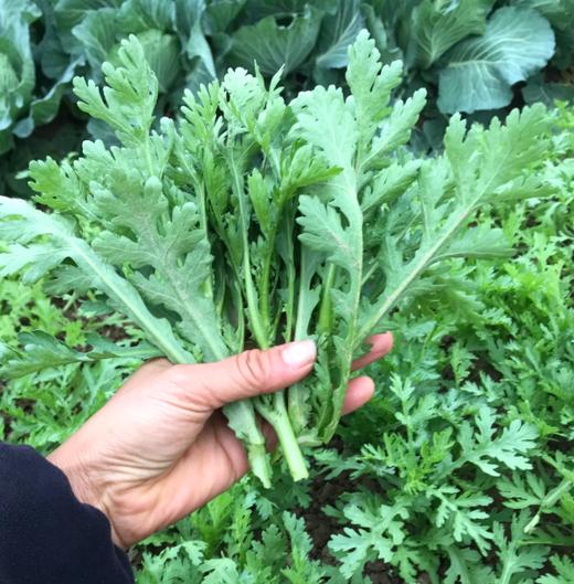 舒城农家茼蒿300g 单份  ±20g 买放心菜就上瑞和泰 商品图0