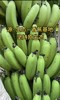【俊发城百合苑小店自提 不发快递】普洱大山深处的绿皮香蕉  品质优良、果肉滑嫩、甘甜清香、营养丰富，肉质细腻粉糯、清香恰人 商品缩略图2