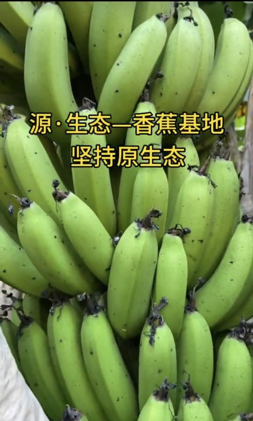 【俊发城百合苑小店自提 不发快递】普洱大山深处的绿皮香蕉  品质优良、果肉滑嫩、甘甜清香、营养丰富，肉质细腻粉糯、清香恰人 商品图2