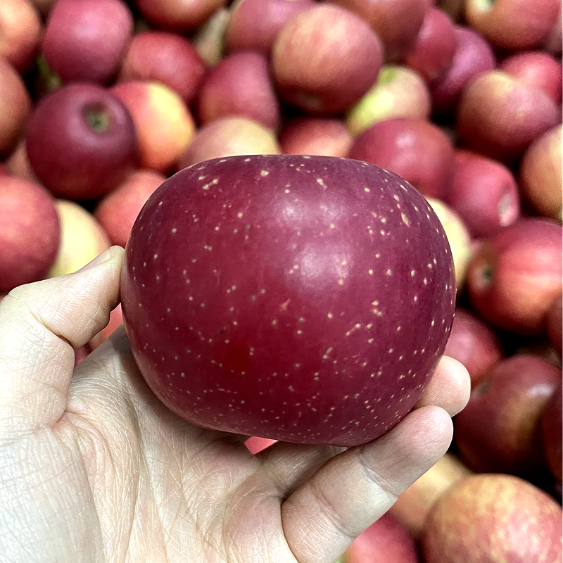 云南昭通福布瑞斯苹果 高原富士苹果 顺丰发货