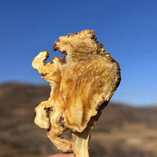 深山当归 多年生 手工切片 药香浓郁 原产甘肃岷县 商品图1