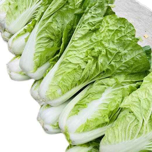 岳西高山毛白菜300g 单份  ±20g 买放心菜就上瑞和泰 商品图0