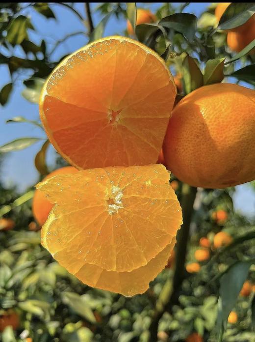 红美人果冻橙 商品图1