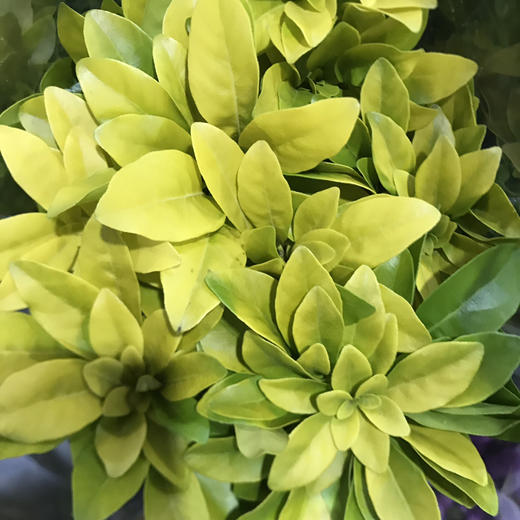 墨西哥橘叶 商品图2