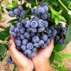 【头茬新果❗️当季新鲜蓝莓果】“浆果皇后”酸甜可口果肉细腻，一口爆浆，时令蓝梅新鲜到家包邮L 商品缩略图2