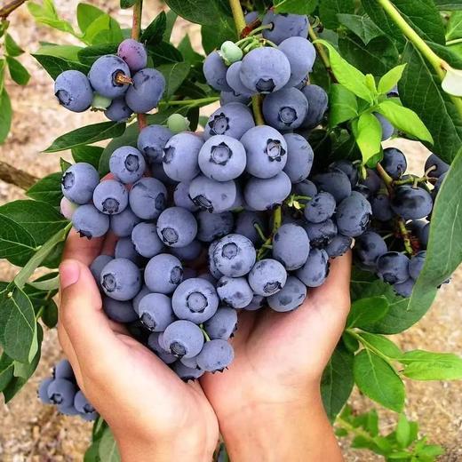 【头茬新果❗️当季新鲜蓝莓果】“浆果皇后”酸甜可口果肉细腻，一口爆浆，时令蓝梅新鲜到家包邮L 商品图2