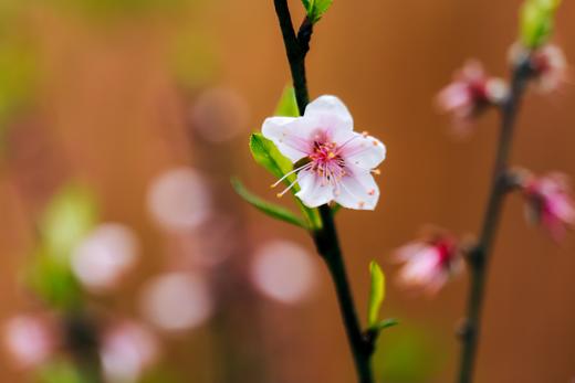 03月25日出发【南沙】十八罗汉山森林公园赏樱1天摄影 商品图1