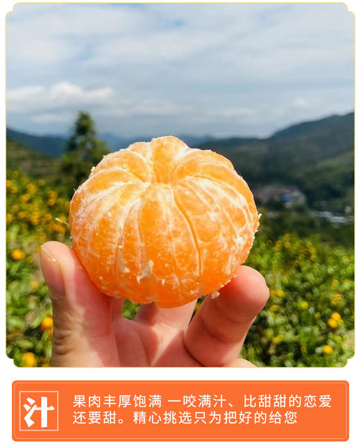 正宗涌泉蜜桔 临海橘子 新鲜薄皮 无核蜜桔 商品图4
