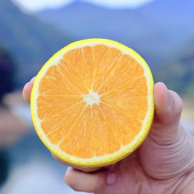 福建 五夷爆汁桔柚现摘现发5斤包邮