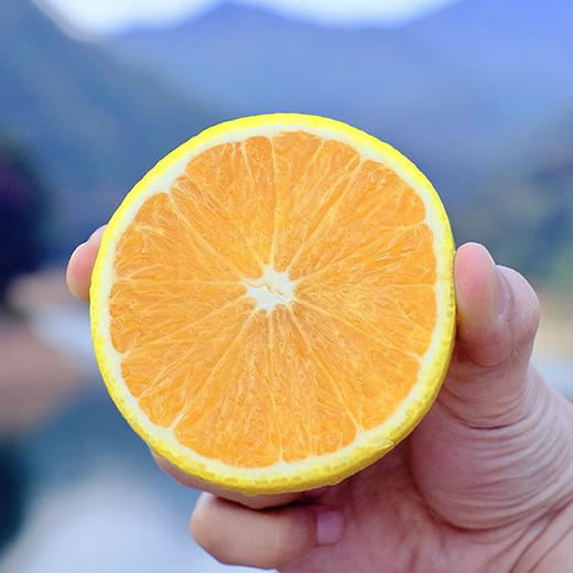 福建 五夷爆汁桔柚现摘现发5斤包邮 商品图0