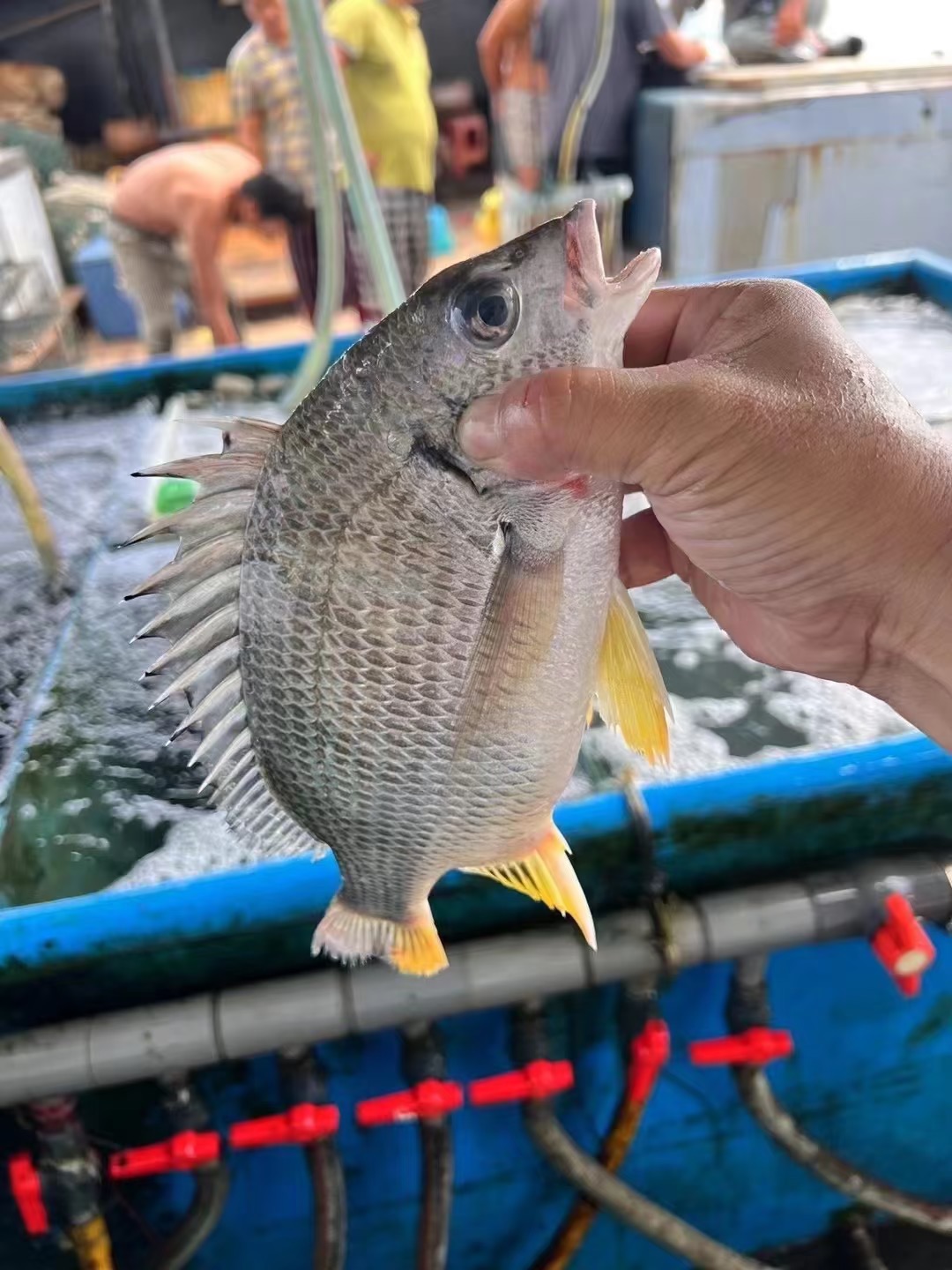 xm{少量..仅限今日特价购!!!}深海黄翅鱼纯天然肉质雪白细嫩，刺少肉多，清蒸、煮汤、干煎都鲜到掉眉毛！顺丰冷链活冻新鲜到家~