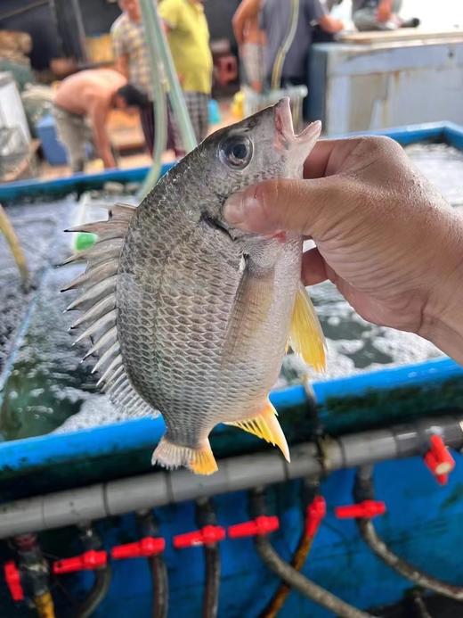 xm{少量..仅限今日特价购!!!}深海黄翅鱼纯天然肉质雪白细嫩，刺少肉多，清蒸、煮汤、干煎都鲜到掉眉毛！顺丰冷链活冻新鲜到家~ 商品图0