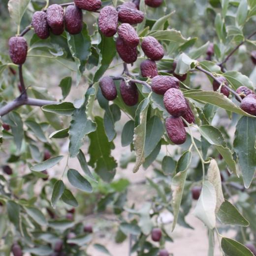 新疆和田大枣（骏枣，2025年新枣） 商品图7