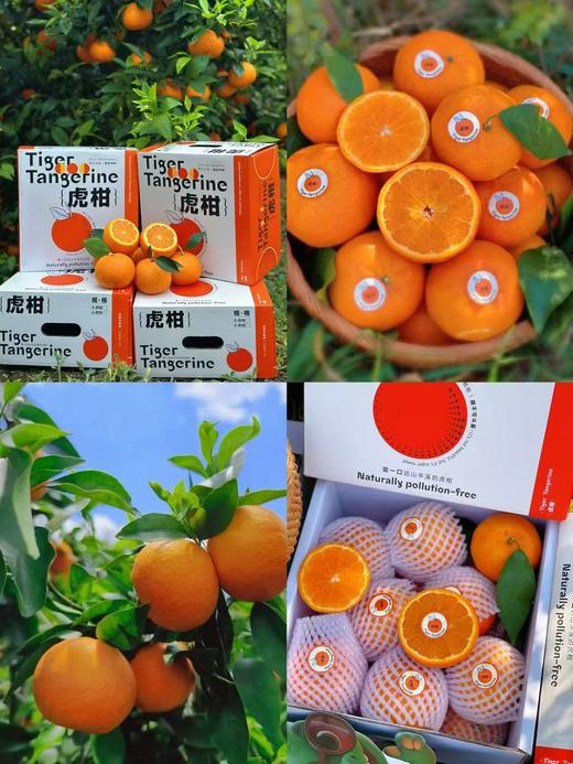 【云南高原虎柑】野得生猛·甜得纯粹‼  一口爆汁，而且纯甜，太好吃啦，一口吃尽柑、桔绝妙口感的神仙水果~ 商品图4