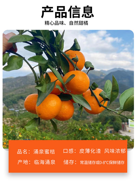 正宗涌泉蜜桔 临海橘子 新鲜薄皮 无核蜜桔 商品图6