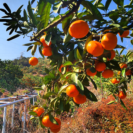 正宗涌泉蜜桔 临海橘子 新鲜薄皮 无核蜜桔 商品图9