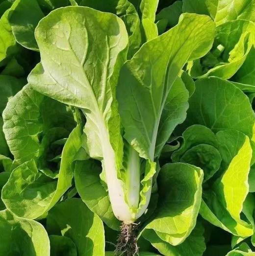 肥东小白菜400g 单份  ±20g 买放心菜就上瑞和泰 商品图0