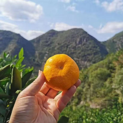 【正宗涌泉蜜桔】先到先得，口感爆汁纯甜，中国蜜橘！回购率超高！橘子味浓郁， 商品图4