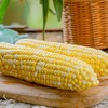 【云南金银水果玉米】皮薄汁多、玉米粒颗颗爆浆 商品缩略图2