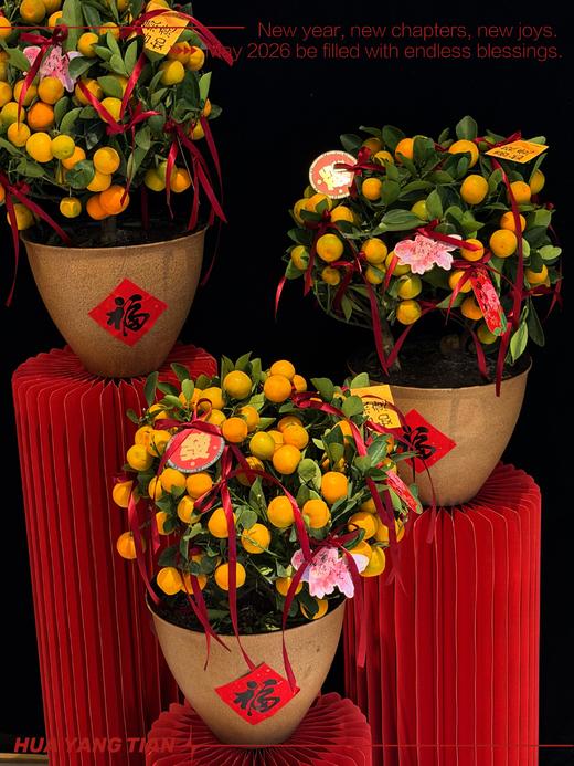 橙心如意 · 金桔盆栽 商品图1