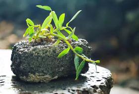 石斛——九大仙草之首，古往今来帝王名医趋之若鹜