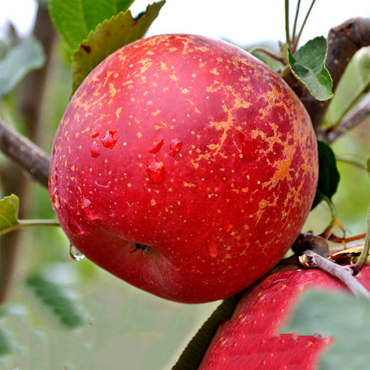 云南昭通丑苹果  顺丰发货 商品图1