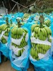 【俊发城百合苑小店自提 不发快递】普洱大山深处的绿皮香蕉  品质优良、果肉滑嫩、甘甜清香、营养丰富，肉质细腻粉糯、清香恰人 商品缩略图4