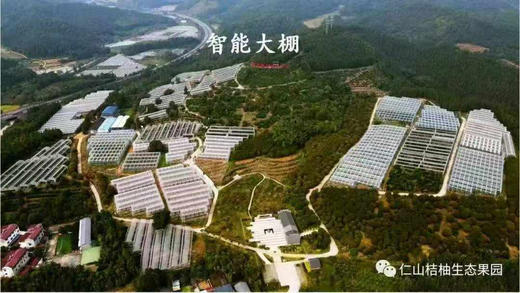 福建南平建阳 甜桔柚 商品图7