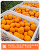 正宗涌泉蜜桔 临海橘子 新鲜薄皮 无核蜜桔 商品缩略图5