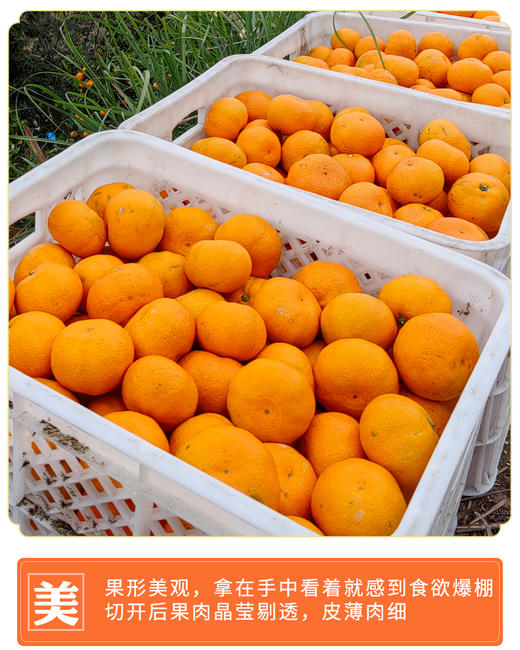 正宗涌泉蜜桔 临海橘子 新鲜薄皮 无核蜜桔 商品图5