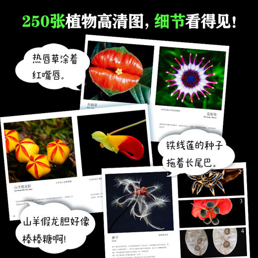 新晋爆款-儿童纸上纪录片《小自然+小植物》 商品图6