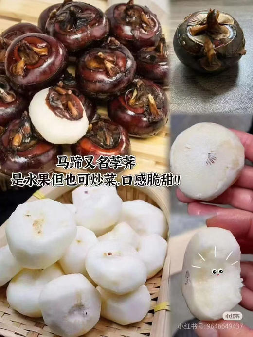 水果马蹄 新鲜采挖季，化渣清甜，又大又甜，清甜爽口，号称“地下雪梨”“江南人参” 商品图7